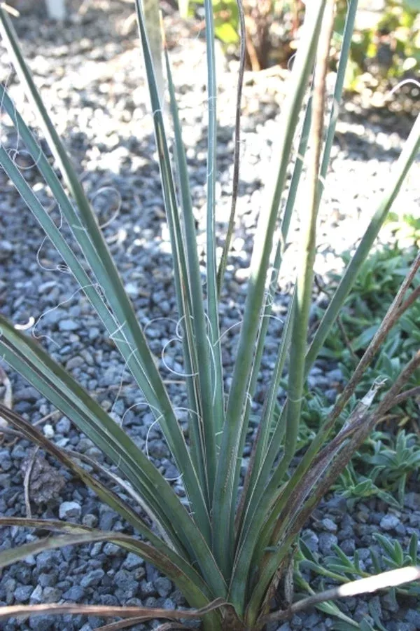 yucca-decipiens Yucca decipiens