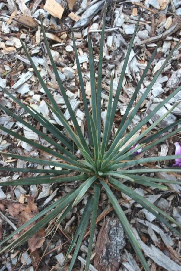 yucca-queretaroensis Yucca queretaroensis