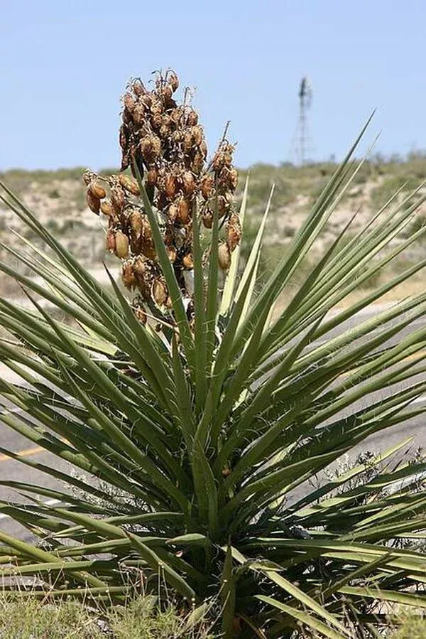 yucca-torreyi-coll-d28-12 Yucca torreyi coll. #D28-12