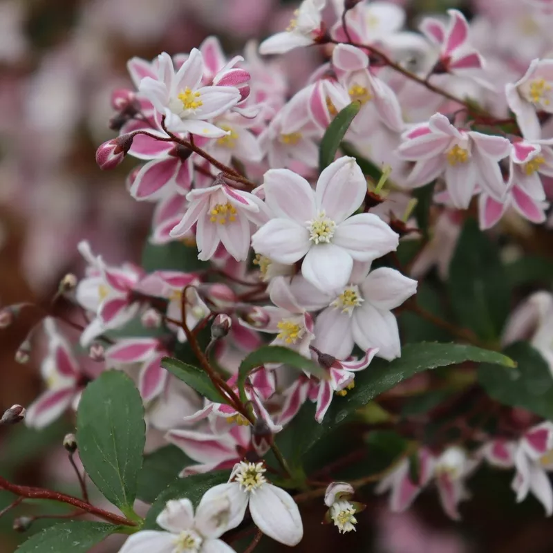 yuki-kabuki-deutzia Yuki Kabuki Deutzia