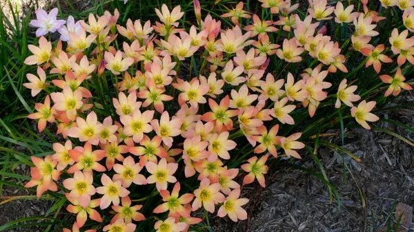 zephyranthes-abacos-apricot Zephyranthes ‘Abacos Apricot’