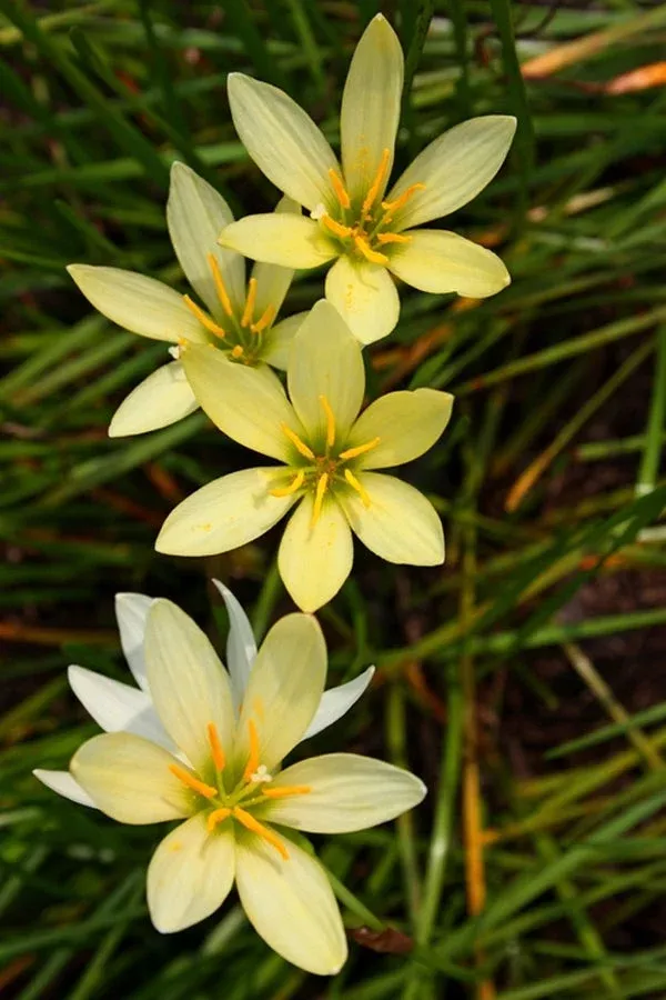 zephyranthes-ajax Zephyranthes ‘Ajax’