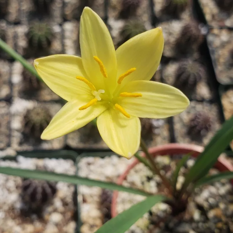 zephyranthes-atamasco Zephyranthes atamasco