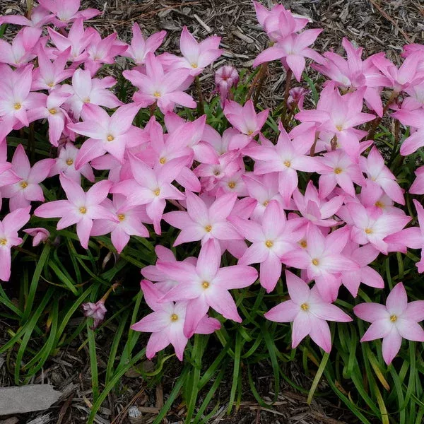 zephyranthes-early-often Zephyranthes ‘Early and Often’