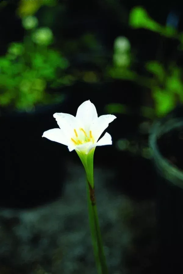 zephyranthes-simpsonii-brunswick-county Zephyranthes simpsonii Brunswick County