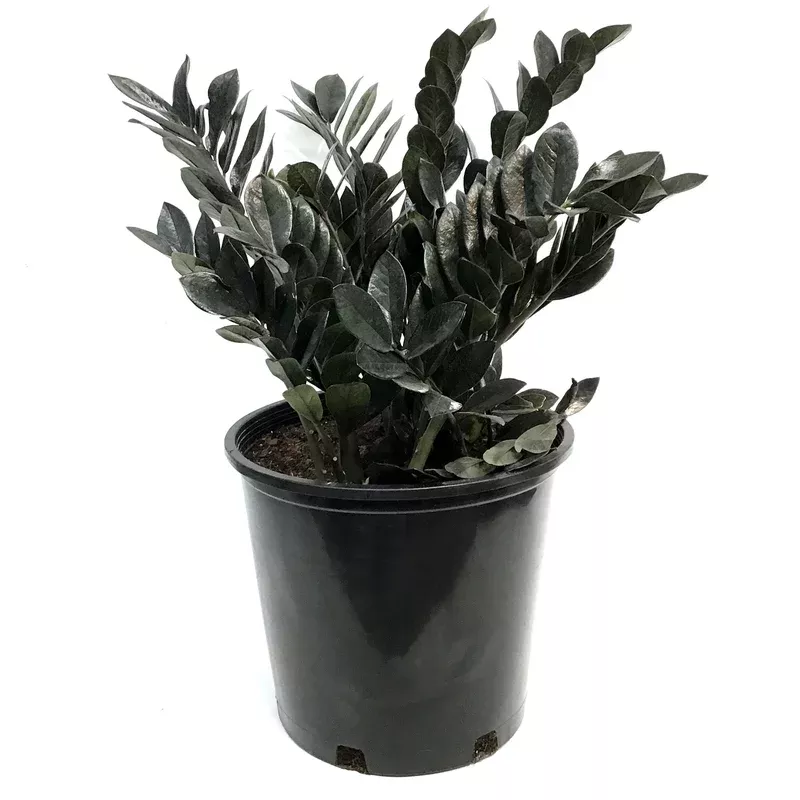 zz-plant-14in-raven ZZ Plant 14in Raven