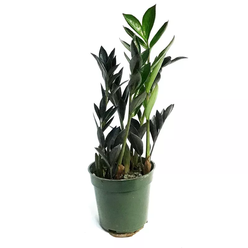 zz-plant-4in-black ZZ Plant 4in Black