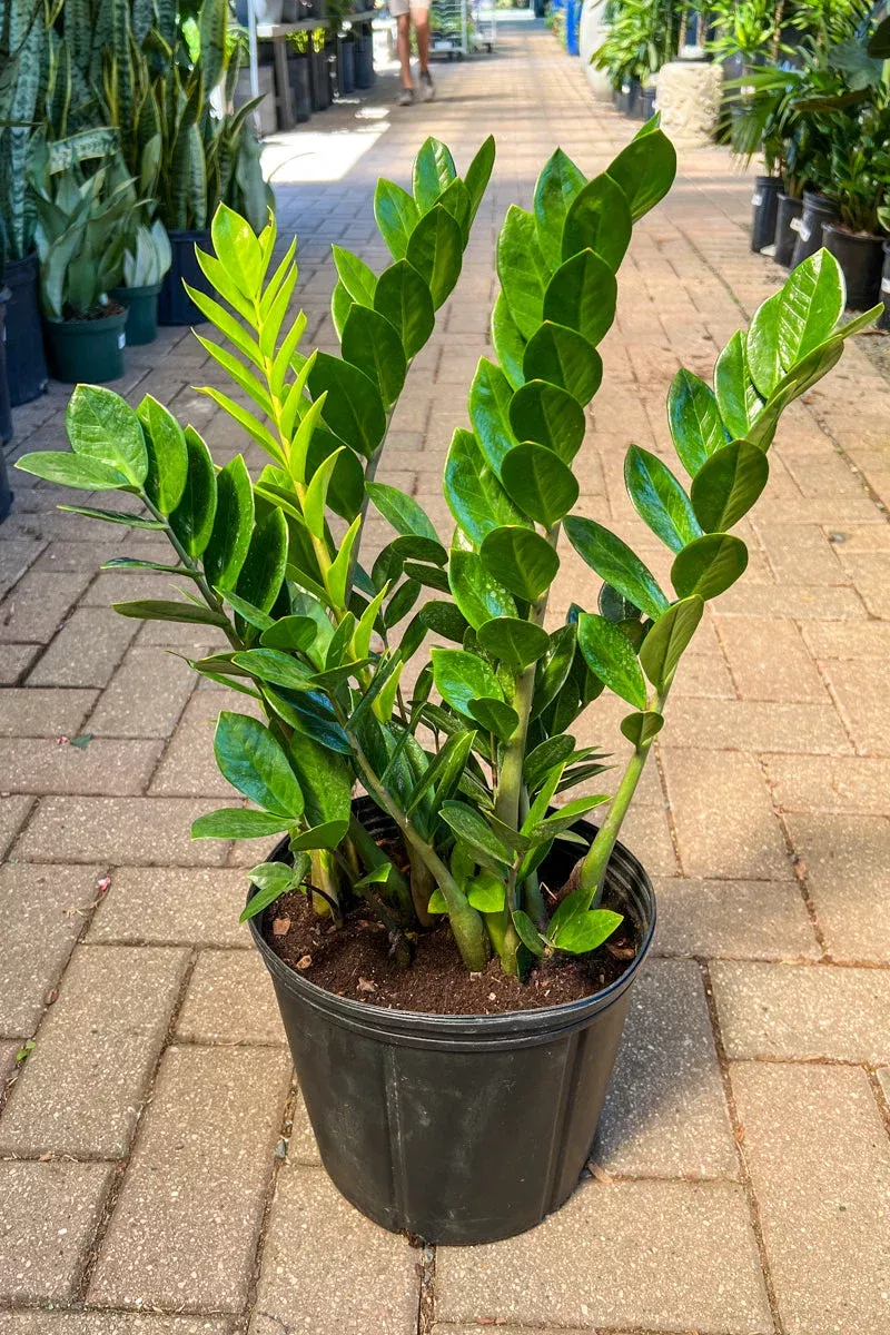 zz-plant-8 ZZ Plant, 8″