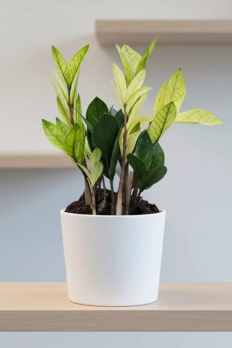 zz-plant-chameleon-6 ZZ Plant, Chameleon 6″