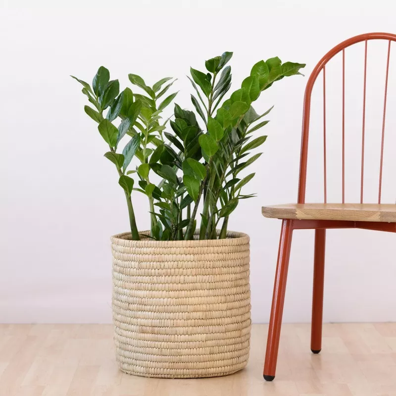 zz-plant-extra-large ZZ Plant – Extra Large