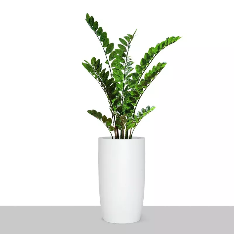 zz-plant-in-barrel-planter-sm-white-satin-by-gold-leaf ZZ Plant in Barrel Planter SM, White Satin By Gold Leaf